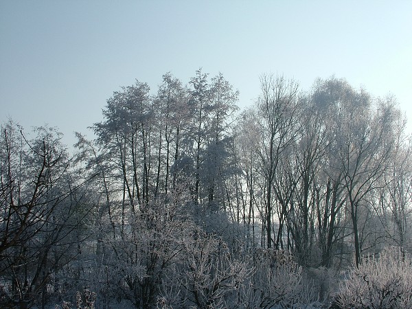 Litobratice - zima, leden 2006