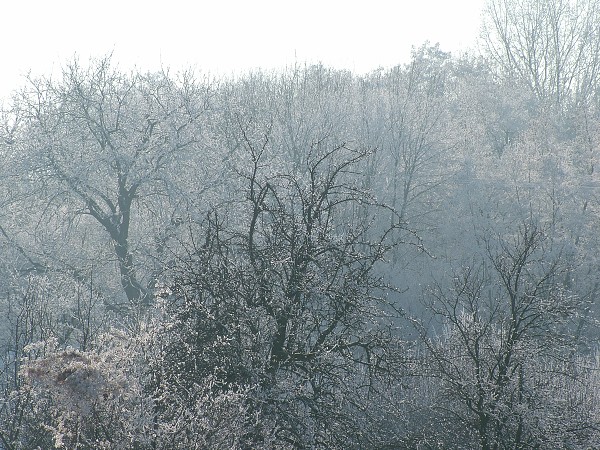 Litobratice - zima, leden 2006