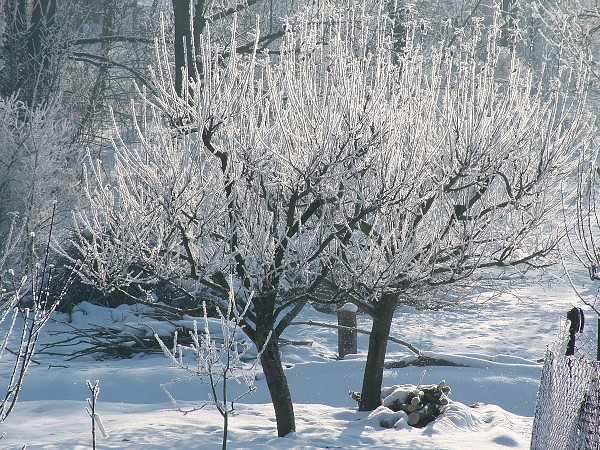 Litobratice - zima, leden 2006