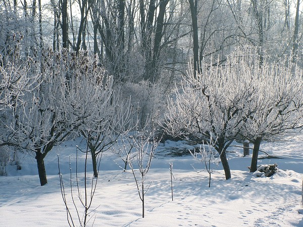 Litobratice - zima, leden 2006