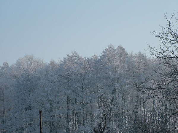 Litobratice - zima, leden 2006