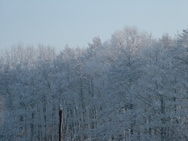 Litobratice - zima, leden 2006