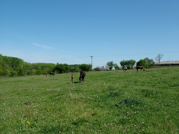 Litobratice - kon - 1.5.2007