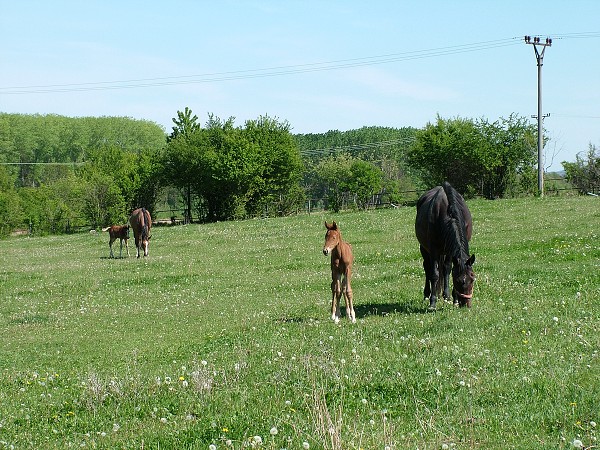 Litobratice - kon - 1.5.2007