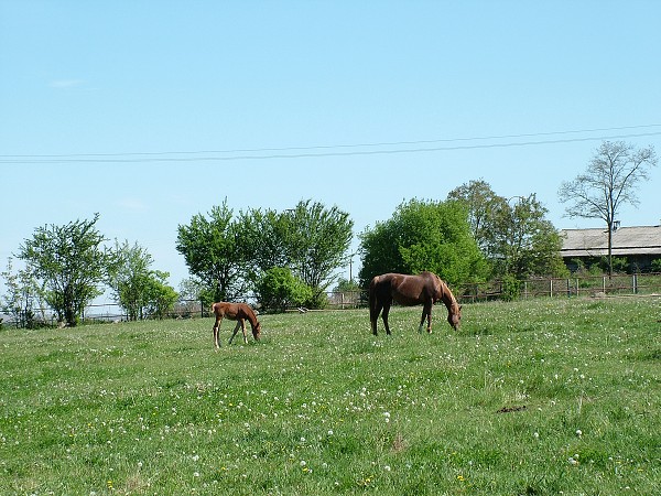 Litobratice - kon - 1.5.2007