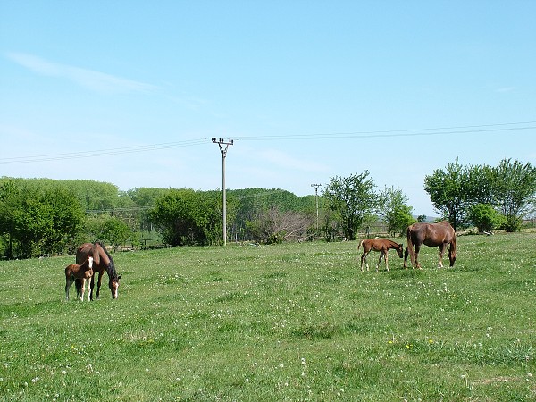 Litobratice - kon - 1.5.2007