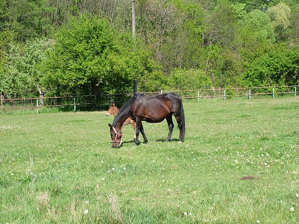 Litobratice - kon - 1.5.2007