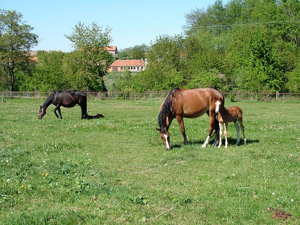 Litobratice - kon - 1.5.2007