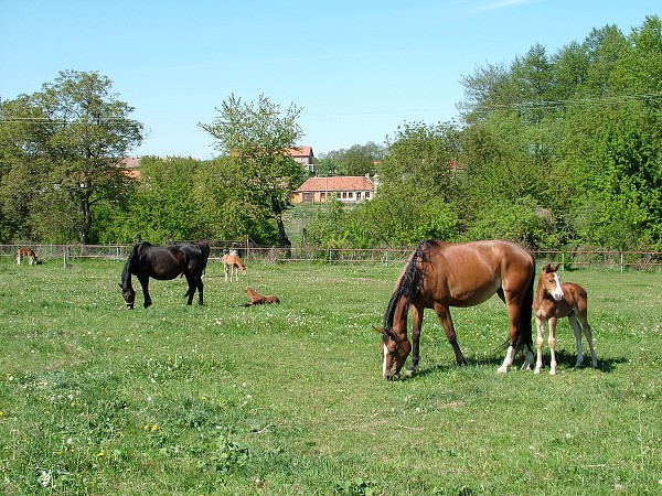 Litobratice - kon - 1.5.2007