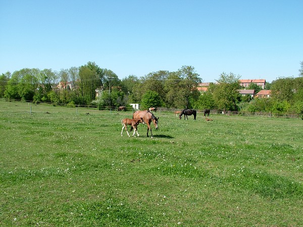 Litobratice - kon - 1.5.2007