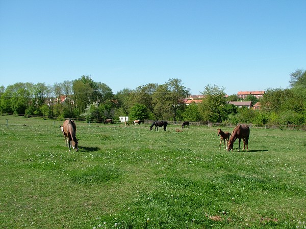 Litobratice - kon - 1.5.2007