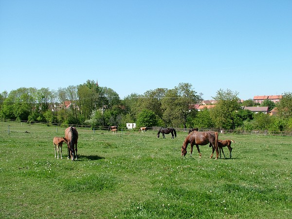 Litobratice - kon - 1.5.2007