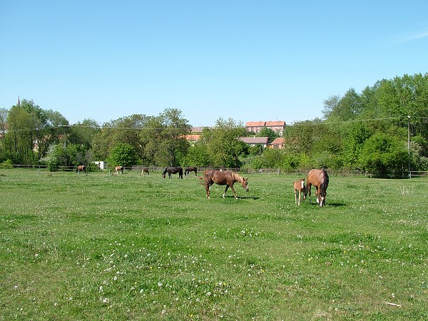 Litobratice - kon - 1.5.2007