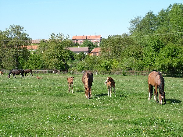 Litobratice - kon - 1.5.2007