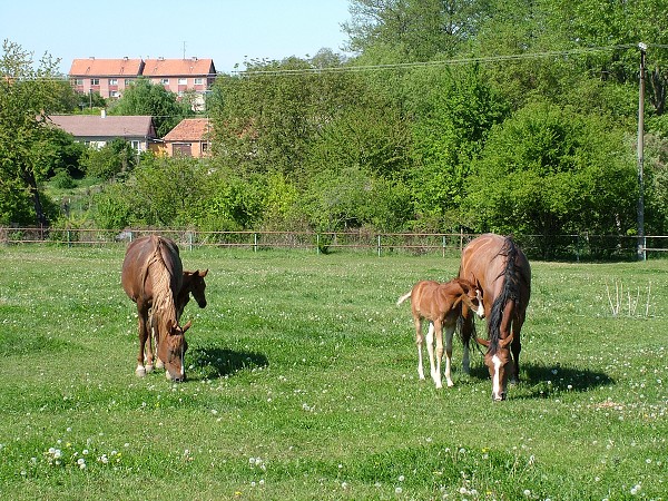 Litobratice - kon - 1.5.2007