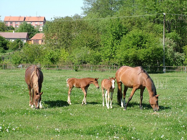 Litobratice - kon - 1.5.2007