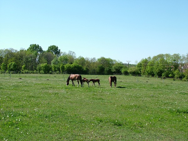 Litobratice - kon - 1.5.2007