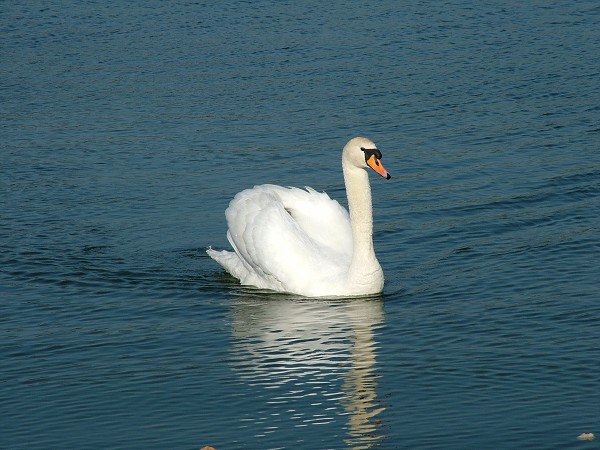 Litobratice - rybnky - duben 2007