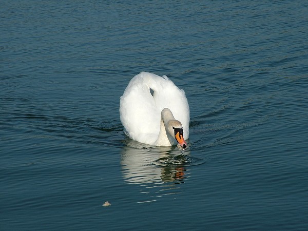 Litobratice - rybnky - duben 2007