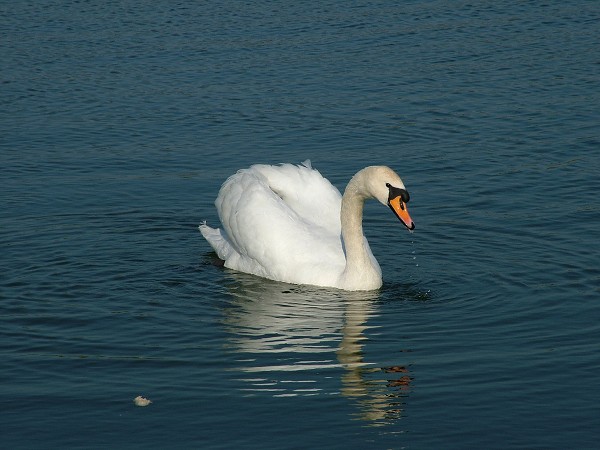 Litobratice - rybnky - duben 2007