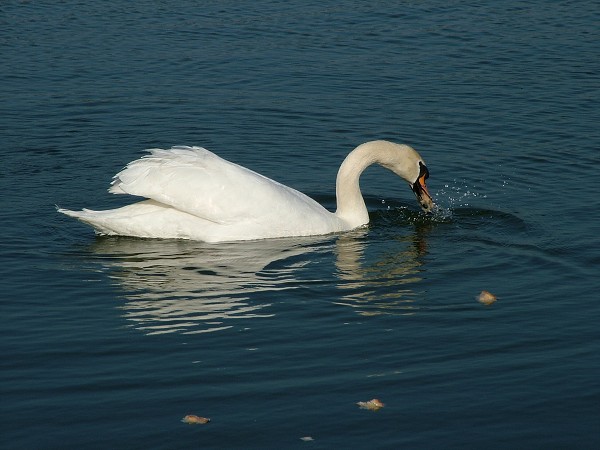 Litobratice - rybnky - duben 2007