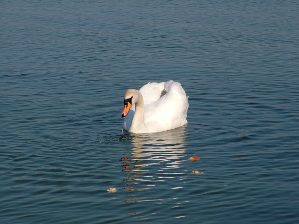 Litobratice - rybnky - duben 2007