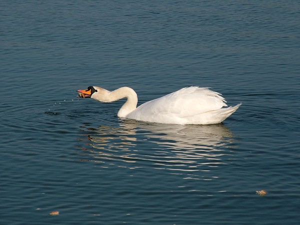 Litobratice - rybnky - duben 2007