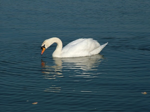 Litobratice - rybnky - duben 2007