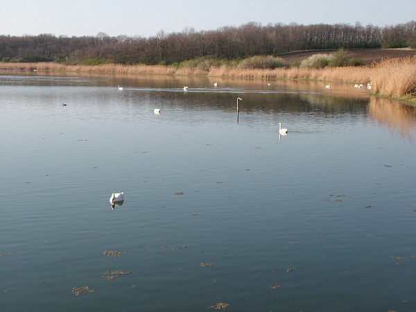 Labutě - sobota 11.4.2009