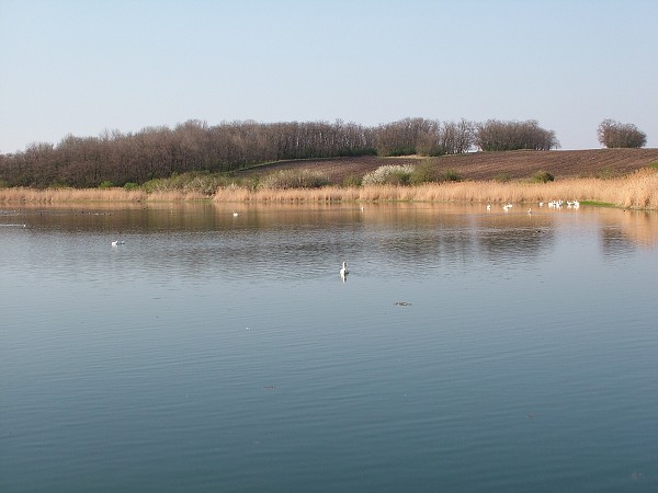 Labutě - sobota 11.4.2009