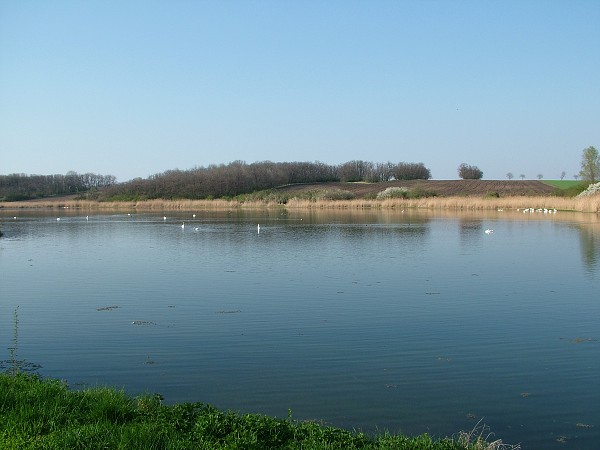 Labutě - sobota 11.4.2009