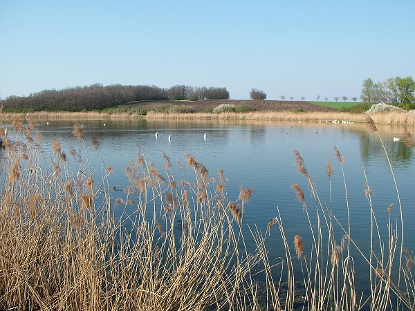 Labutě - sobota 11.4.2009