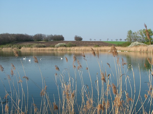 Labutě - sobota 11.4.2009