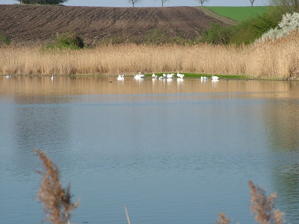 Labutě - sobota 11.4.2009