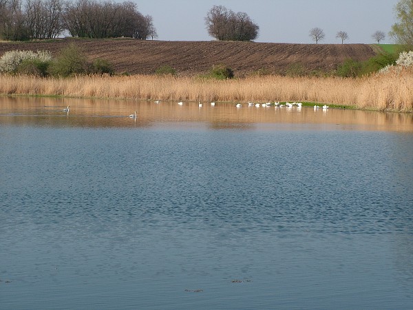 Labutě - sobota 11.4.2009