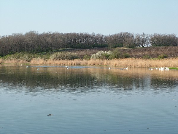 Labutě - sobota 11.4.2009