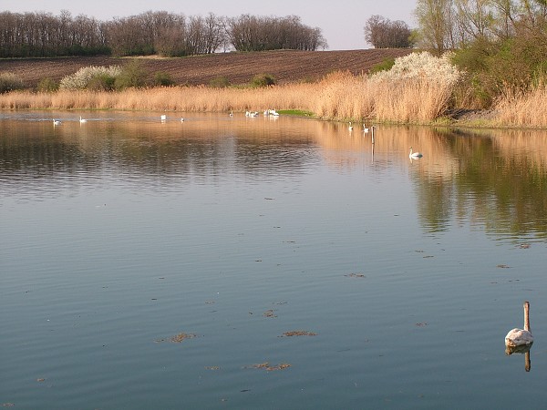 Labutě - sobota 11.4.2009