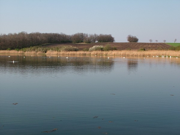 Labutě - sobota 11.4.2009