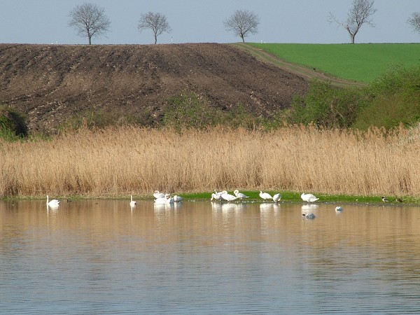 Labutě - sobota 11.4.2009