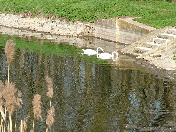 Labutě - sobota 11.4.2009