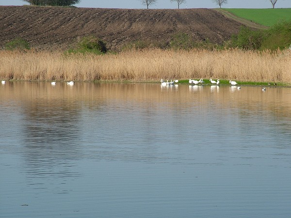 Labutě - sobota 11.4.2009