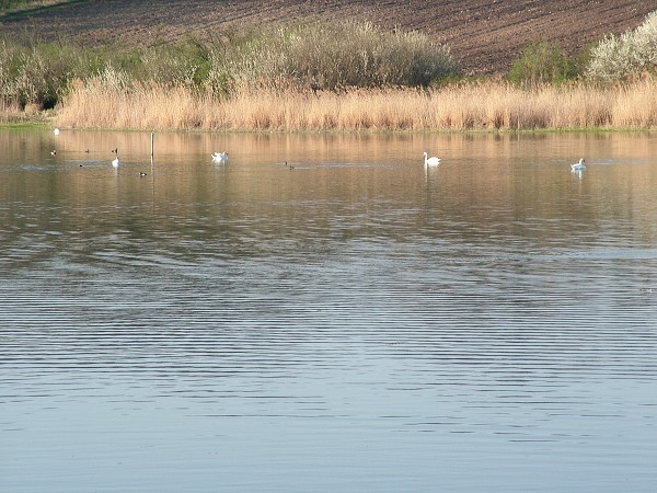 Labutě - sobota 11.4.2009