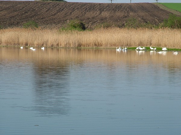 Labutě - sobota 11.4.2009