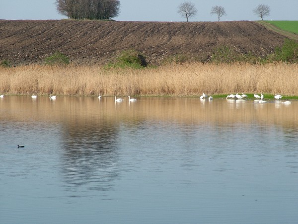 Labutě - sobota 11.4.2009