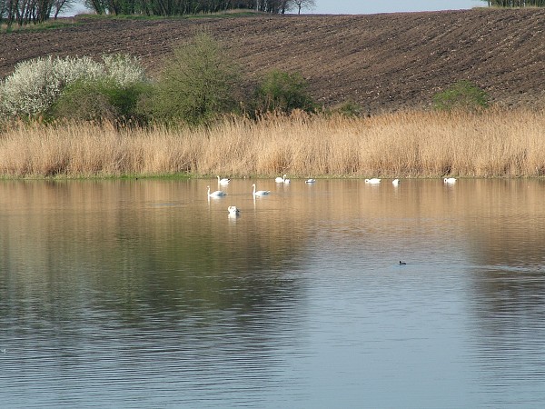 Labutě - sobota 11.4.2009