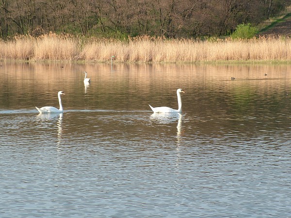 Labutě - sobota 11.4.2009