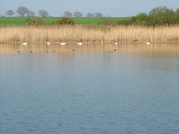 Labutě - sobota 11.4.2009