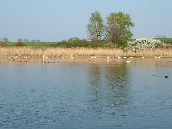 Labutě - sobota 11.4.2009