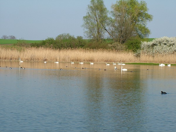 Labutě - sobota 11.4.2009