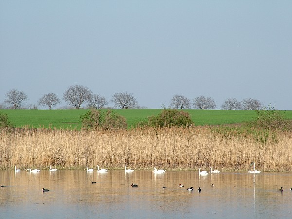 Labutě - sobota 11.4.2009